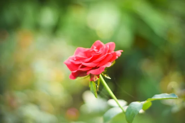 Gros Plan Une Belle Rose Rouge Sur Une Branche Verte — Photo