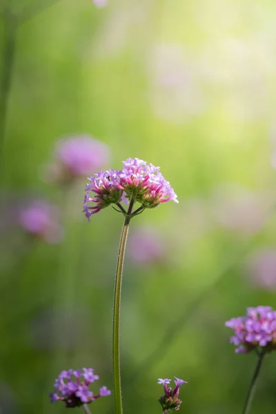 Imagen Fondo Las Flores Colores Naturaleza Fondo — Foto de Stock