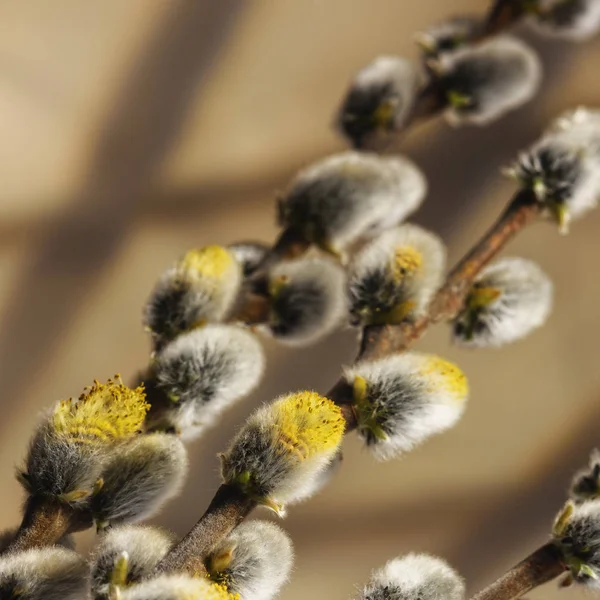 Honor Easter Twigs Willow Blossoming Earrings Closeup — Stock Photo, Image