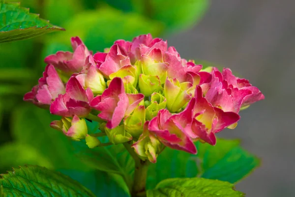 Rózsaszín Hortenzia Virág Friss Zöld Nyár — Stock Fotó