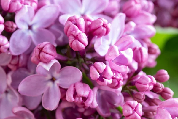 Крупним Планом Бузкові Квіти Квітуть Відкритому Повітрі Вибірковий Фокус — стокове фото