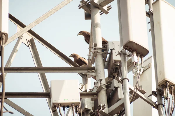 Bird High Voltage Transmission Line Birds Don Get Shocked Sit Stock Image