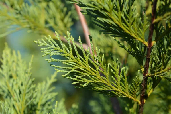 Leyland Cypress Latin Name Cuprocyparis Leylandii — Stock Photo, Image