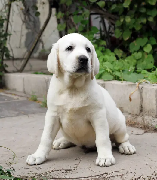 Żółty Labrador Siedzący Parku — Zdjęcie stockowe