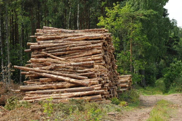 Дерева Лісі Швеції — стокове фото