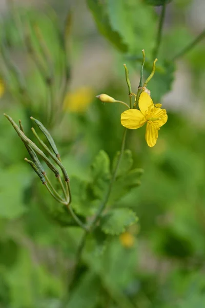Yellow Greater Celandine Flower Latin Name Chelidonium Majus — Stock Photo, Image