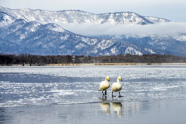 Swans Lake Kussharo Shiretoko Hokkaido Japan — Stock Photo, Image