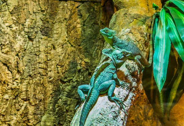 Männliche Und Weibliche Grün Gefiederte Basilisken Sitzen Zusammen Auf Einem — Stockfoto