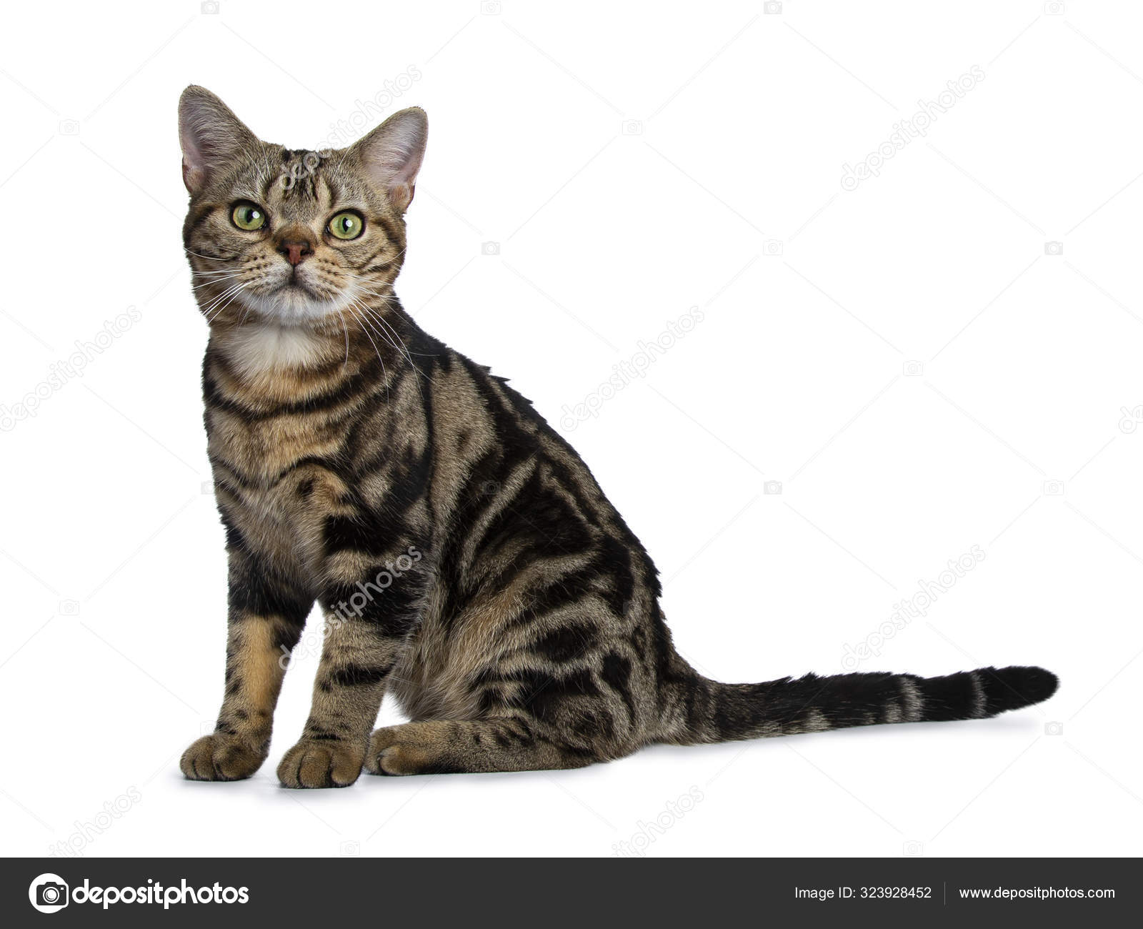 Chat Americain Poil Court Sur Blanc Image Libre De Droit Par Yayimages C