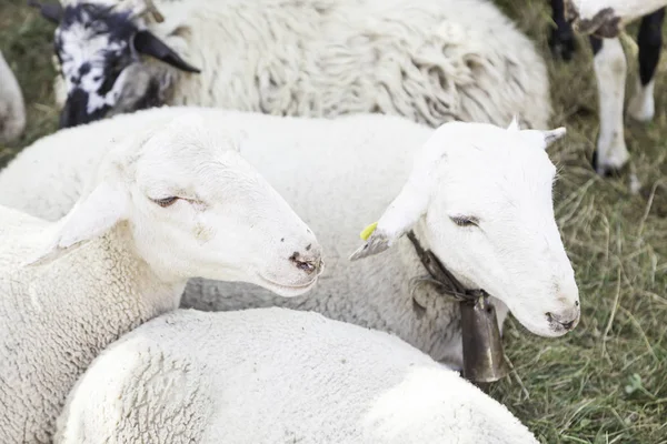 Får För Mjölk Husdjur För Att Producera Mjölk Ulldäggdjur — Stockfoto