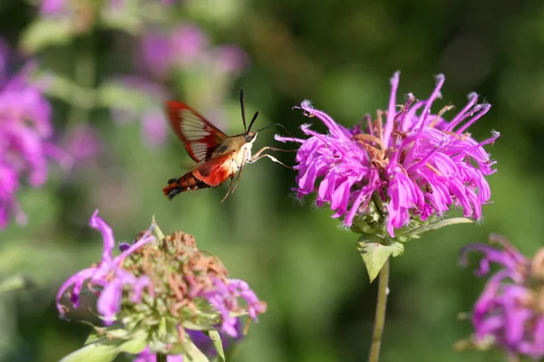 Colibrì Falena Chiara Alimentazione Sul Fiore Balsamo Api — Foto Stock