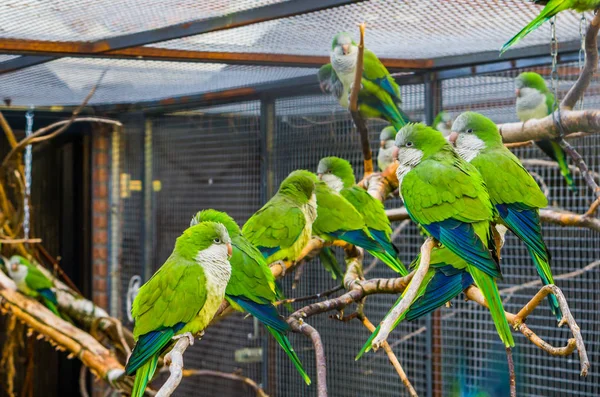 Nagy Csoport Szerzetes Papagájok Együtt Egy Ágon Madárházban Népszerű Háziállatok — Stock Fotó