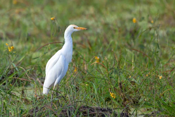 Vacker Fågel Nötkreatur Egret Familj Ardeidae Bubulcus Ibis Moremi Spelreservat — Stockfoto