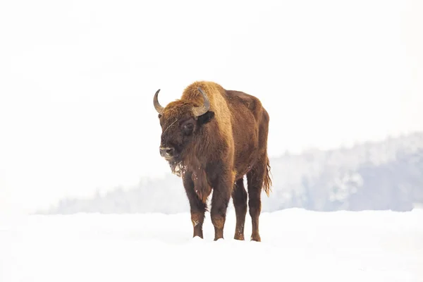 Bizon Evropský Bison Bonasus Zimním Přírodním Prostředí — Stock fotografie