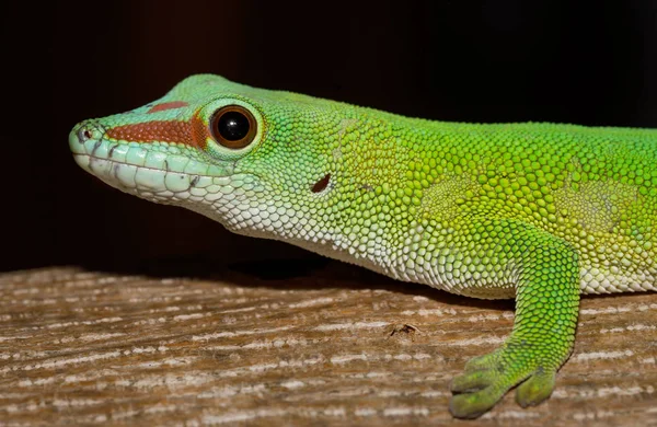 Phelsuma Gecko Phelsuma Madagascariensis Środowisku Naturalnym Drzewie Amber Mountain Madagaskar — Zdjęcie stockowe