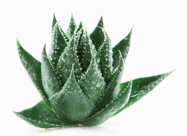 Aloe Vera Λευκό Φόντο — Φωτογραφία Αρχείου