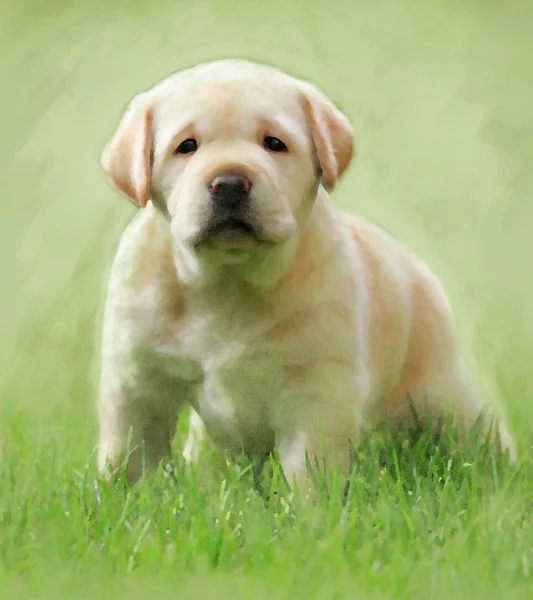 Doce Cachorro Amarelo Labrador Óleo Retrato — Fotografia de Stock