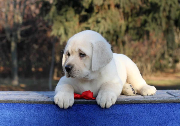 Perrito Labrador Amarillo Dulce Sentado Sobre Fondo Azul —  Fotos de Stock