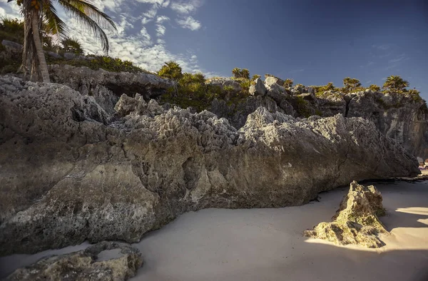 Rock face with a palm under a blue sky: Natural detail belonging to the Tulum beach in Mexico.