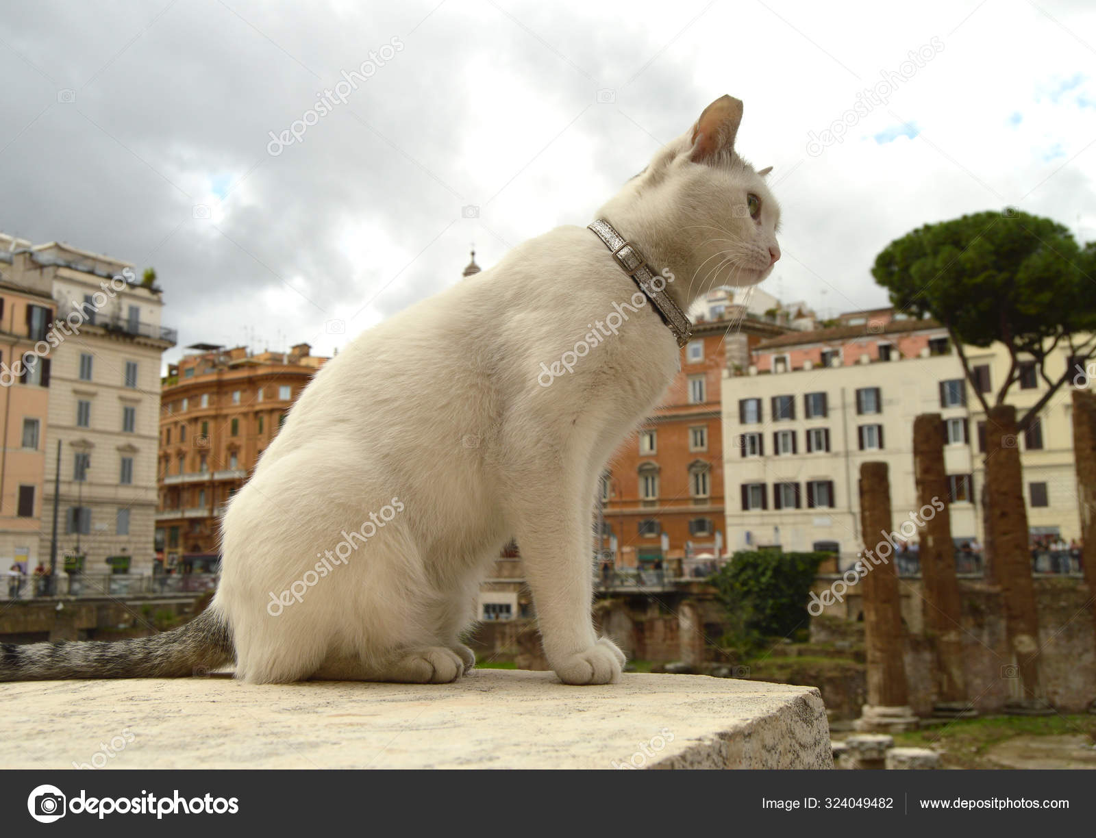 Cute White Cat Sitting Square Largo Torre Argentina Ancient
