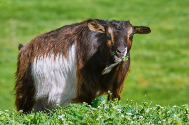 Goat Eating Grass on the Slope of a Hill clipart