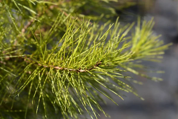 Aleppo Pine Latin Name Pinus Halepensis — Stock Photo, Image