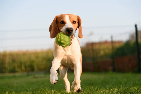 緑の芝生の上で夏の晴れた日に向かって屋外カメラの夏に向かって芝生の上で緑のボールで実行している犬のビーグル純血種 — ストック写真