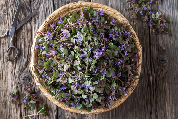 Fresh blooming ground-ivy in a basket, top view