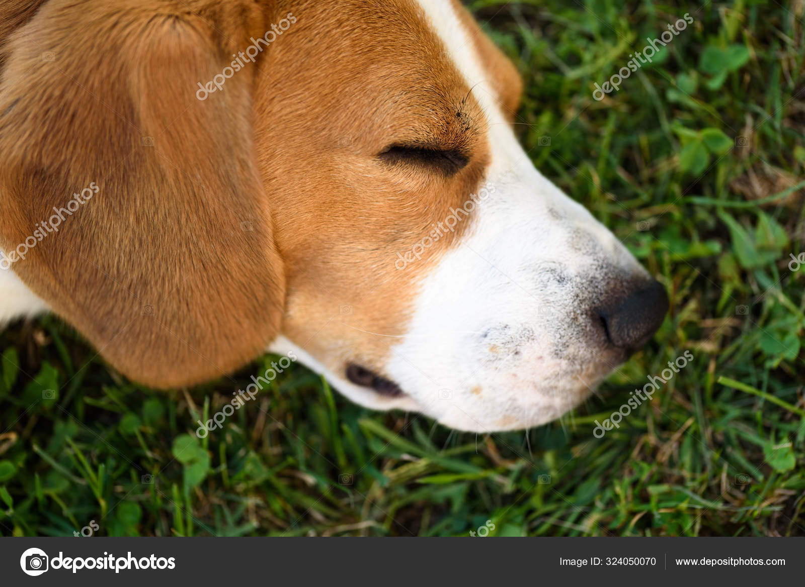 かわいいビーグル犬が芝生の上に横に寝そべっている屋外の詳細頭部のクローズアップ撮影 ストック写真 C Yayimages