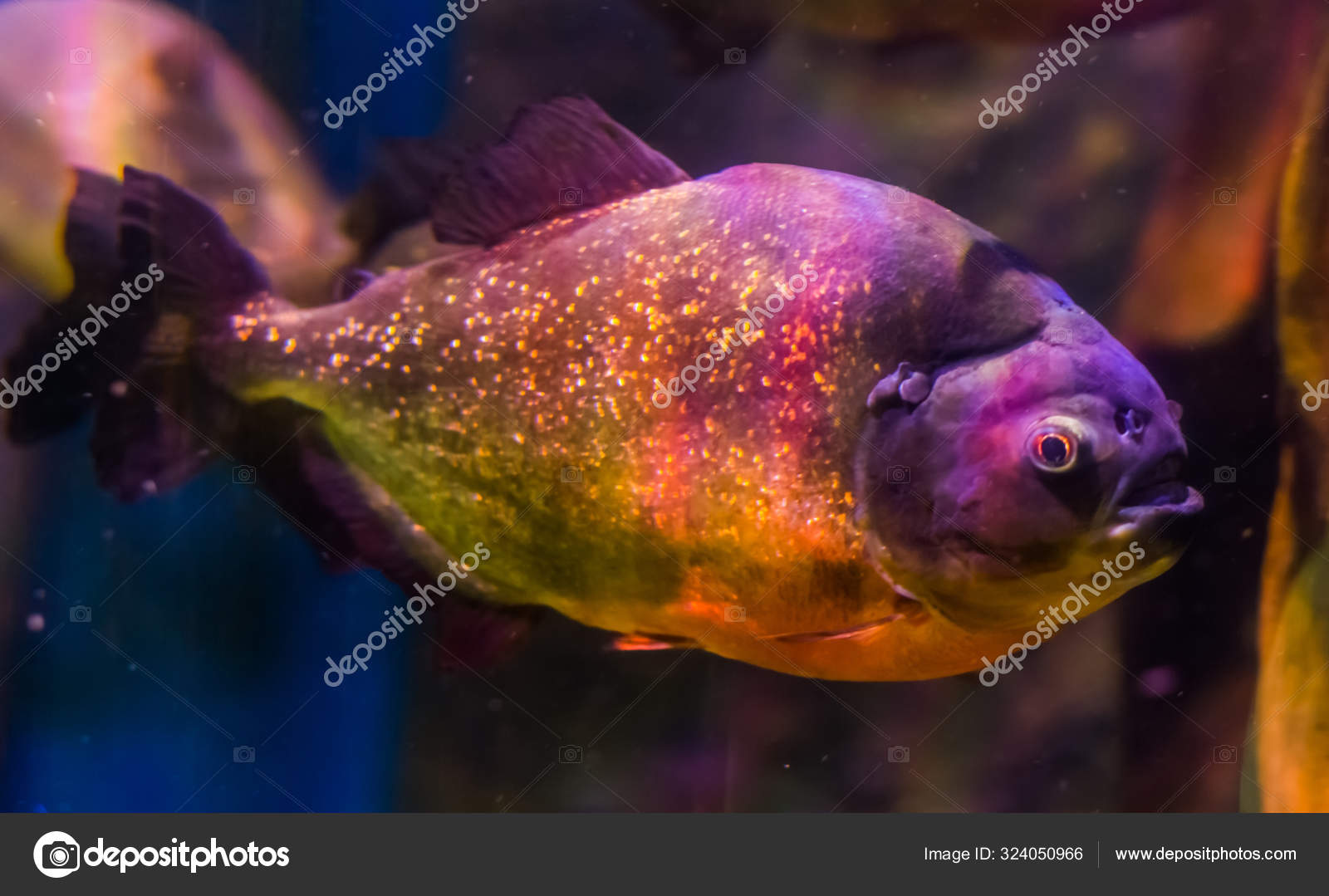 Red Bellied Piranha Colorful Fish Golden Glittery Scales Tropical