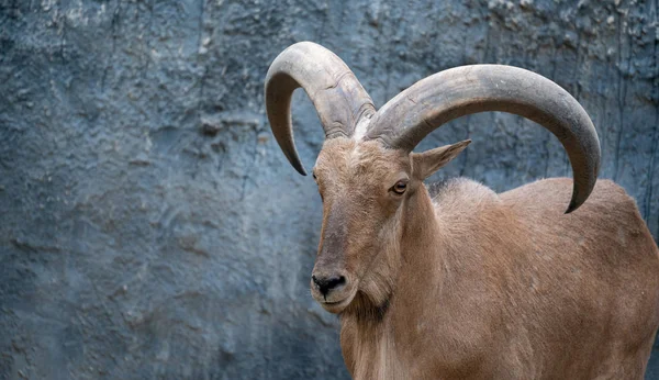 Barevné Ovce Ammotragus Lervia Stojící Skalnatých Horách — Stock fotografie