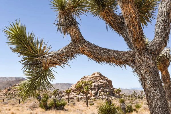 Joshua Trees Yucca Brevifolia Στο Μονοπάτι Προσκόπων Στο Εθνικό Πάρκο — Φωτογραφία Αρχείου