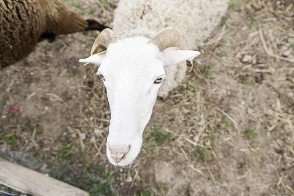 Får Gård Uppgift Ett Däggdjur Husdjur Ull — Stockfoto