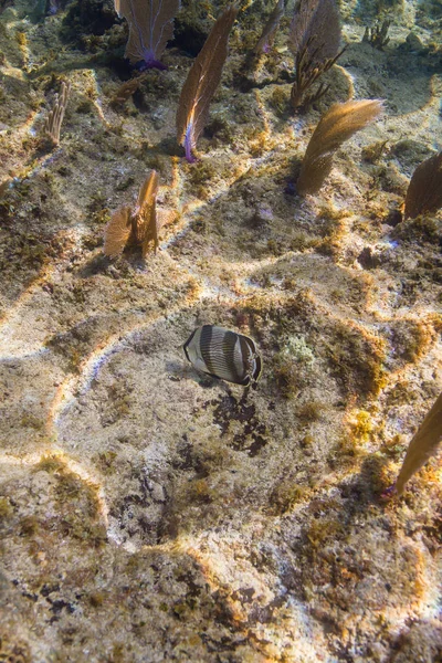 Полосатая Бабочка Ест Дне Океана — стоковое фото