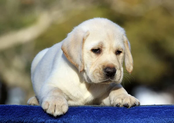 Filhote Cachorro Pequeno Labrador Amarelo Sentado Fundo Azul — Fotografia de Stock