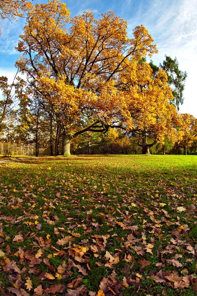 Golden Oak Tree Yellow Leaves Blue Sky Green Grass Park — Stock Photo, Image