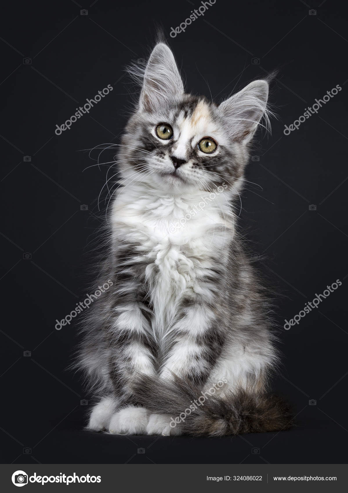 Tortie Maine Coon Cat Kitten Girl Black Stock Photo Image By C Yayimages