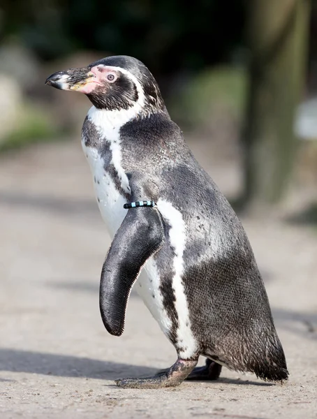 Pinguina Cattività Concentrazione Selettiva Sull Occhio — Foto Stock