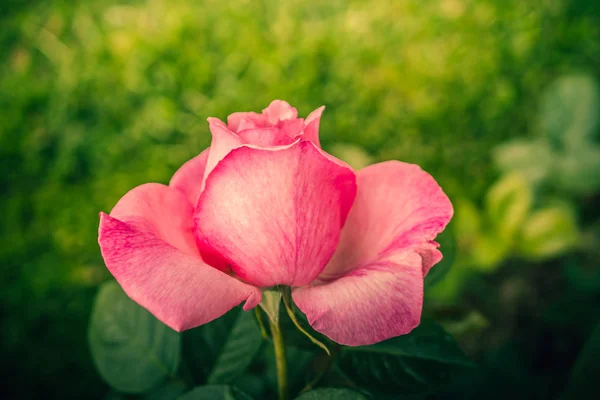 Linda Flor Rosa Colorida Fundo Jardim — Fotografia de Stock