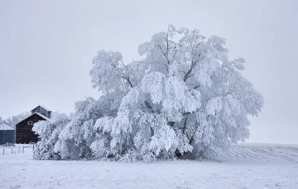 Inverno Geada Saskatchewan Canadá Perigo Tempestade Gelo — Fotografia de Stock
