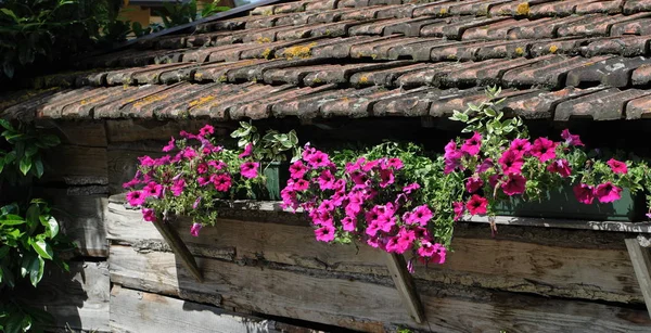 Blumen Italienischen Garten — Stockfoto