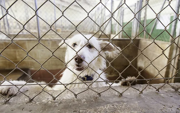 Cães Enjaulados Abandonados Detalhes Animais Rua Abuso Animais — Fotografia de Stock