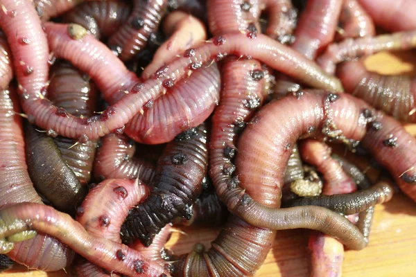 Lugworm Close View — Stok Foto