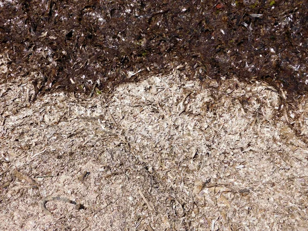 Seaweed Close View — Stock Photo, Image