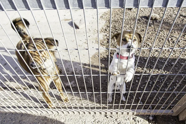 Perro Abandonado Animal Enjaulado Maltrato Negligencia — Foto de Stock