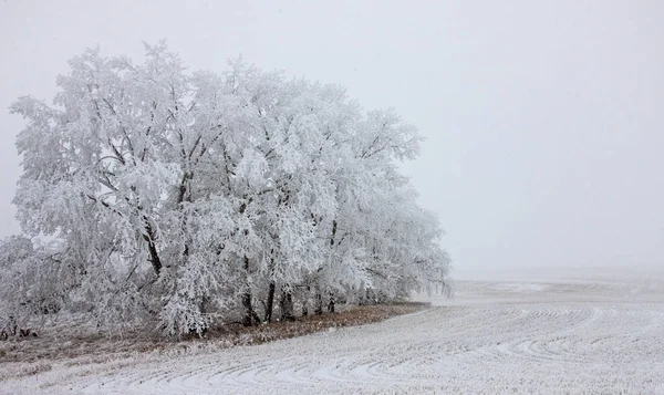 Winter Frost Saskatchewan Kanada Isstorm Fara — Stockfoto