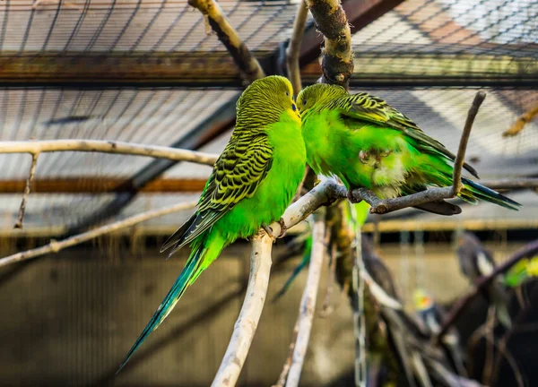 Pár Budgerigar Papagáj Együtt Egy Ágon Trópusi Színes Madarak Ausztráliából — Stock Fotó