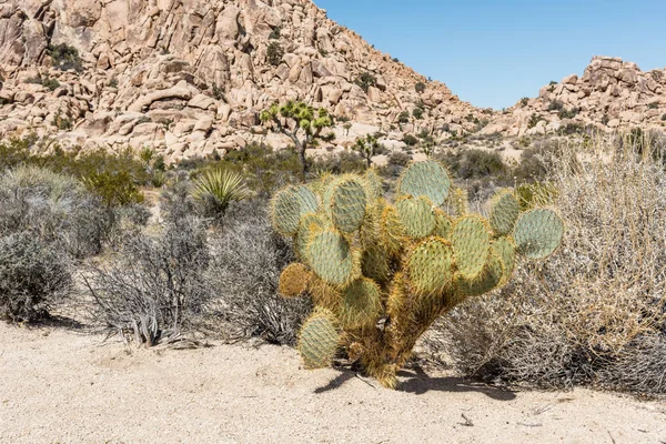 Opuntia Chlorotica Dollarjoint Pricklypear Kaktus Podél Willow Hole Trail Národním — Stock fotografie
