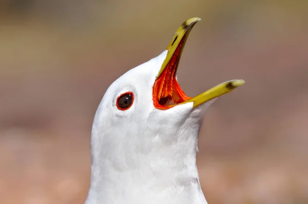 Primo Piano Gabbiano Bianco Che Urla Bocca Aperta Molti Denti — Foto Stock