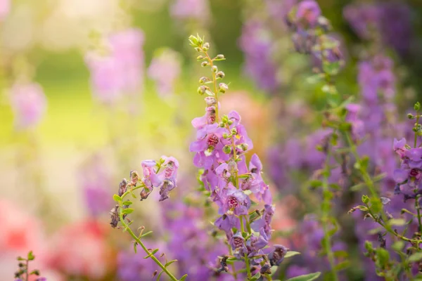 Imagen Fondo Las Flores Colores Naturaleza Fondo — Foto de Stock